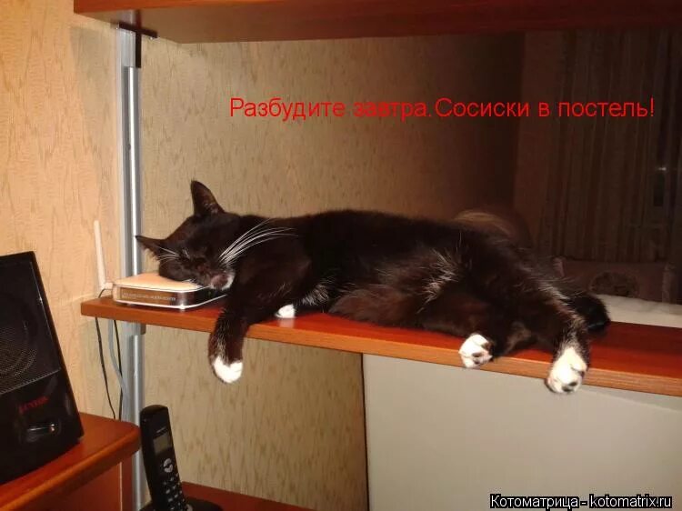 кот спит. буду спать котики. утром выпил день свободен. не с той ноги встал с утра. кот проснулся.