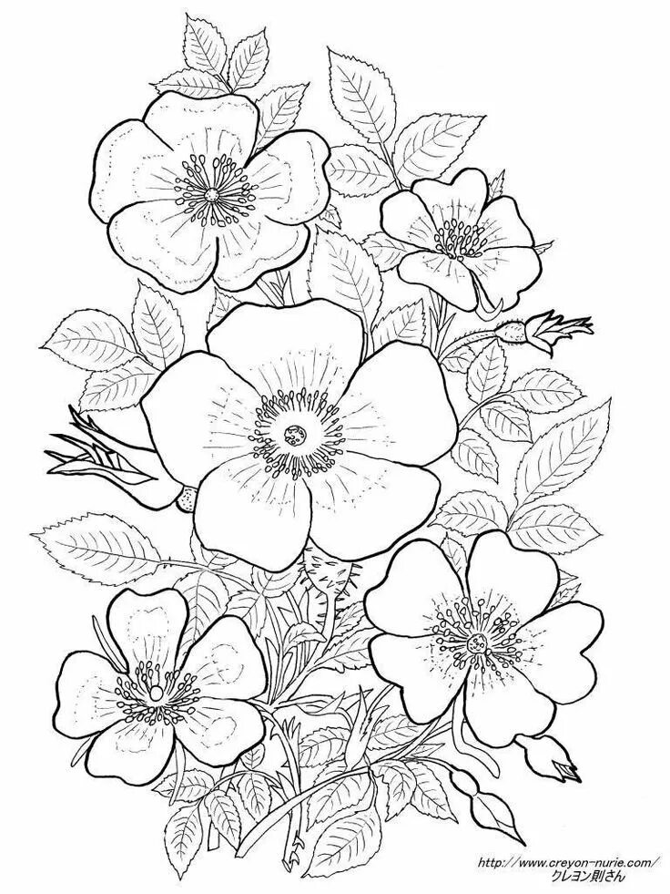 Рисунки цветов для выжигания. Раскраски для девочек цветы. Цветы для выжигания. Выжигать цветы. Выжигать цветы.