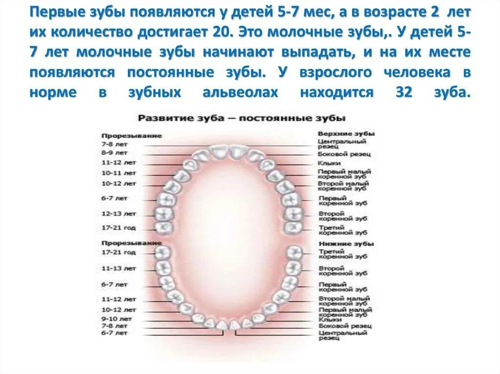 Во сколько выпадают первые зубы. Зубы у детей схема прорезывания постоянных зубов. во сколько лет меняются 5 зубы снизу. зубы у детей порядок прорезывания молочных зубов сроки. в каком порядке выпадают молочные зубы схема.