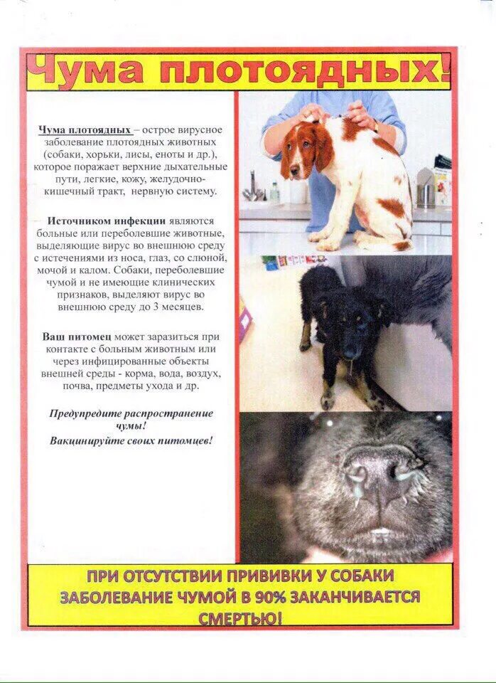 Что дать от чумки