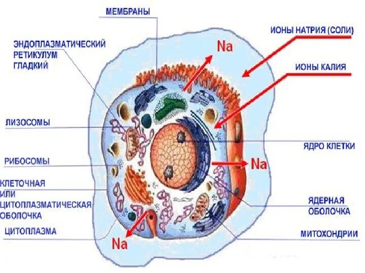 Строение человеческой клетки 8 класс биология. Клетка человека биология 8 класс. Строение клетки человека 8 класс биология рисунок. Клеточное строение организма 8 класс.