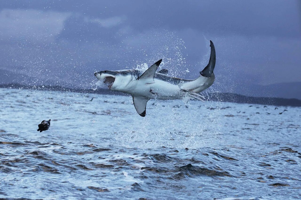 Нападение в море. Great White Shark , Carcharodon carcharias,. Большая белая акула людоед. Акула белая, акула-людоед, кархародон.