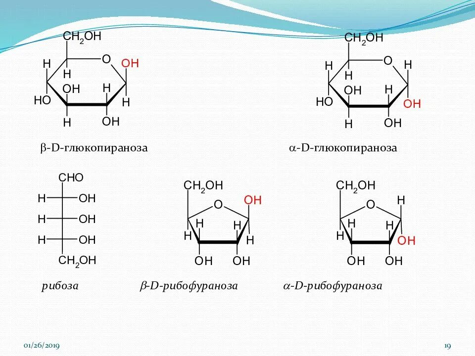 Аномер глюкопиранозы. Циклические формы d- глюкопиранозы. Строение Альфа-рибозы. Альфа д глюкопираноза формула Фишера. Глюкоза сахароза фруктоза рибоза крахмал