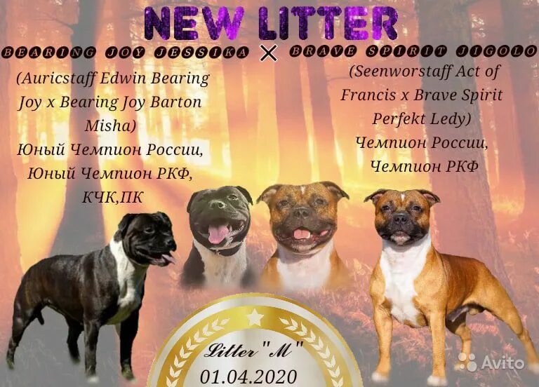 Сколько кормить стаффа. Рацион питания щенка стаффордширского терьера в 1 месяц. Стафф терьер щенок 1 месяц. Стаффордширский терьер стандарт. Рацион стаффордширского терьера.