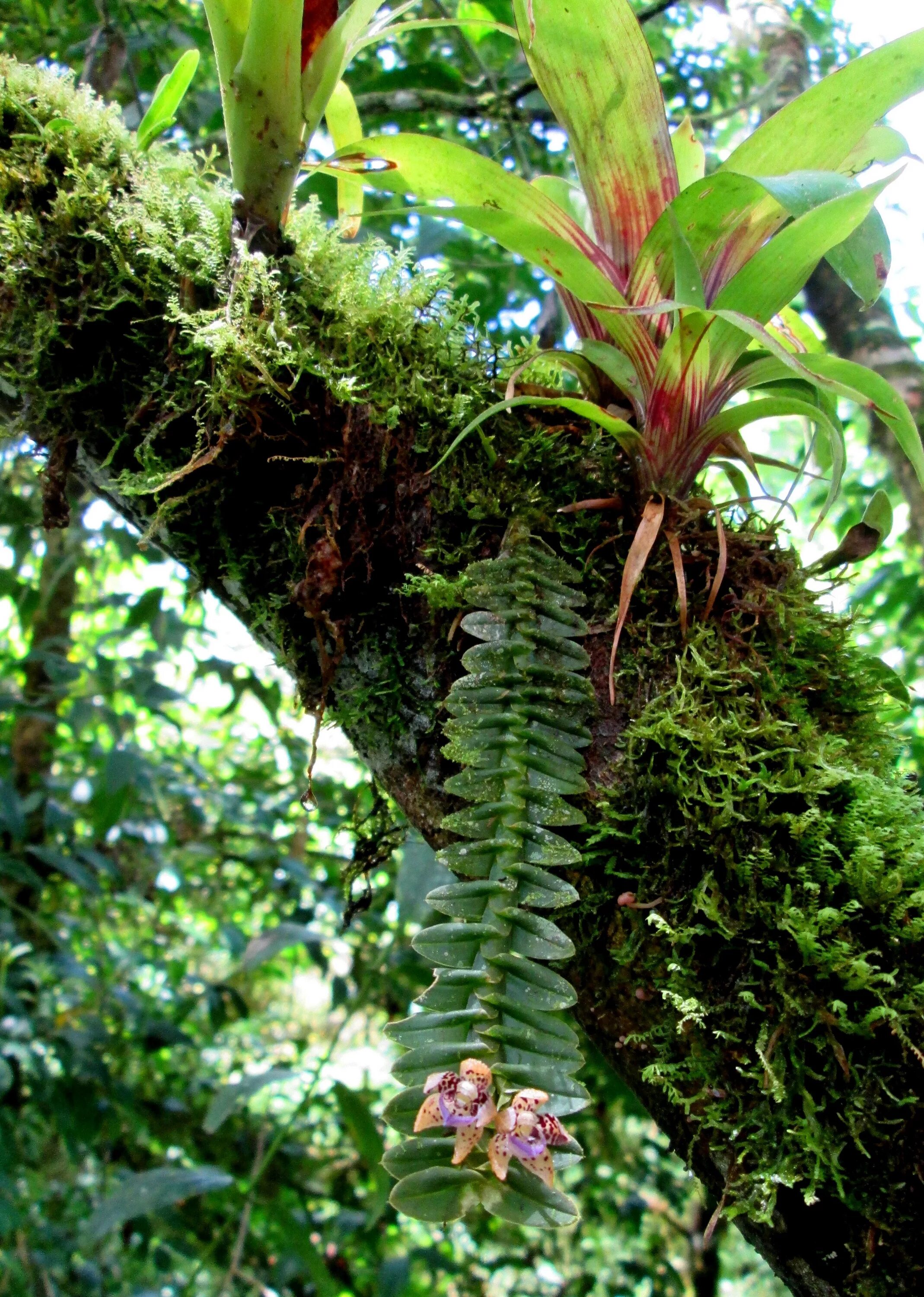 Виды эпифитов. Растения Эпифиты. Эпифиты тропического леса. Бромелиевые Эпифиты. Орхидея эпифит.