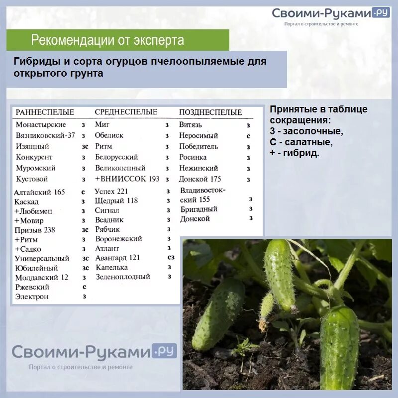 Прочитайте текст меню для огурца расположенный справа. Сорта огурцов таблица. Сорта огурцов в открытом грунте. Таблица огурца в открытом грунте. Сорта для огурцов для огурцов для открытого грунта.