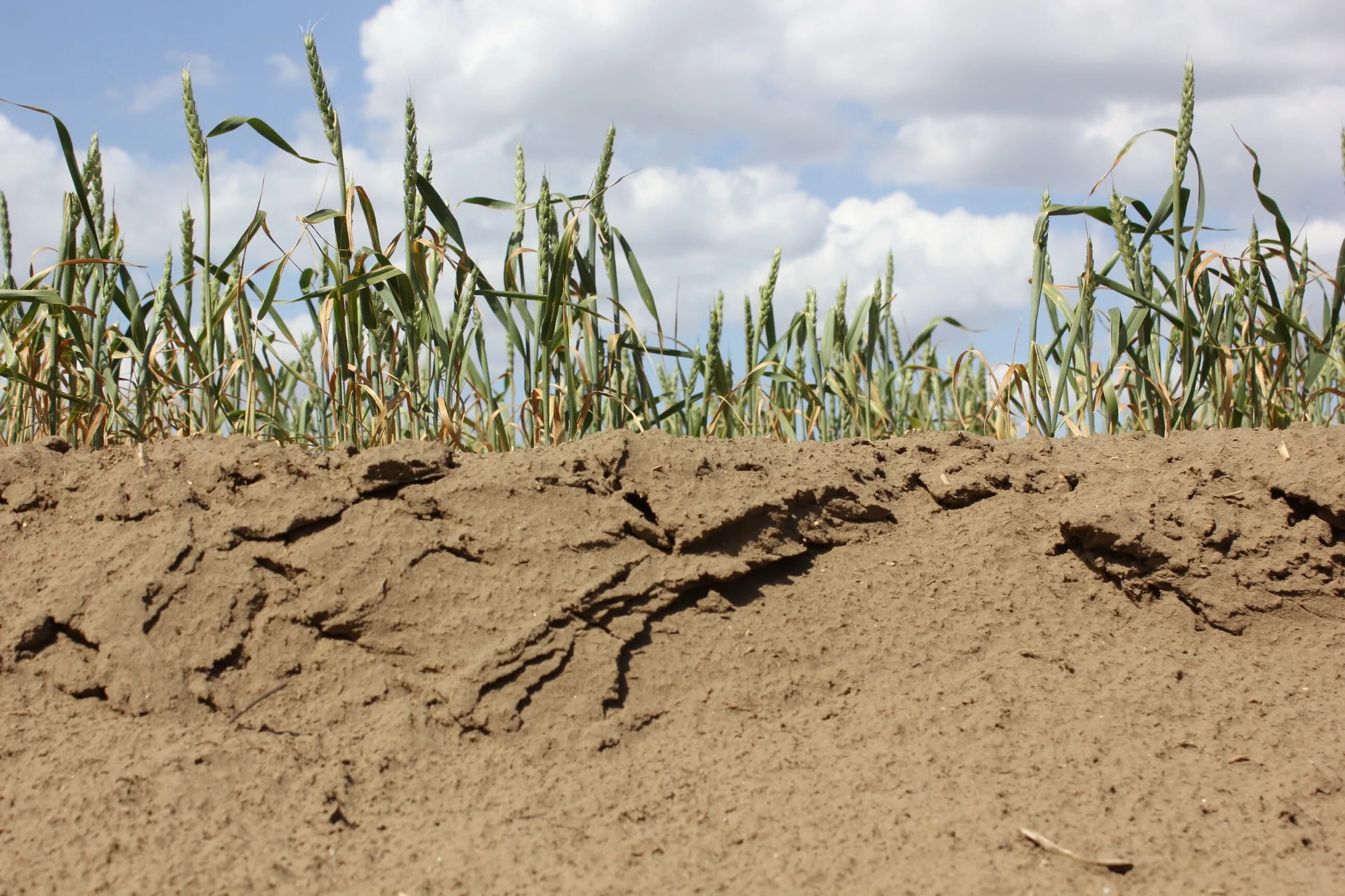 Засуха значение. Опустынивание. Засушливое лето. Опустынивание почв. Засуха пшеница.