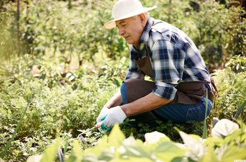 He is of gardening