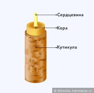 Измерили толщину человеческого волоса d