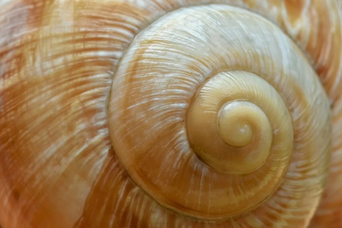Snail shell