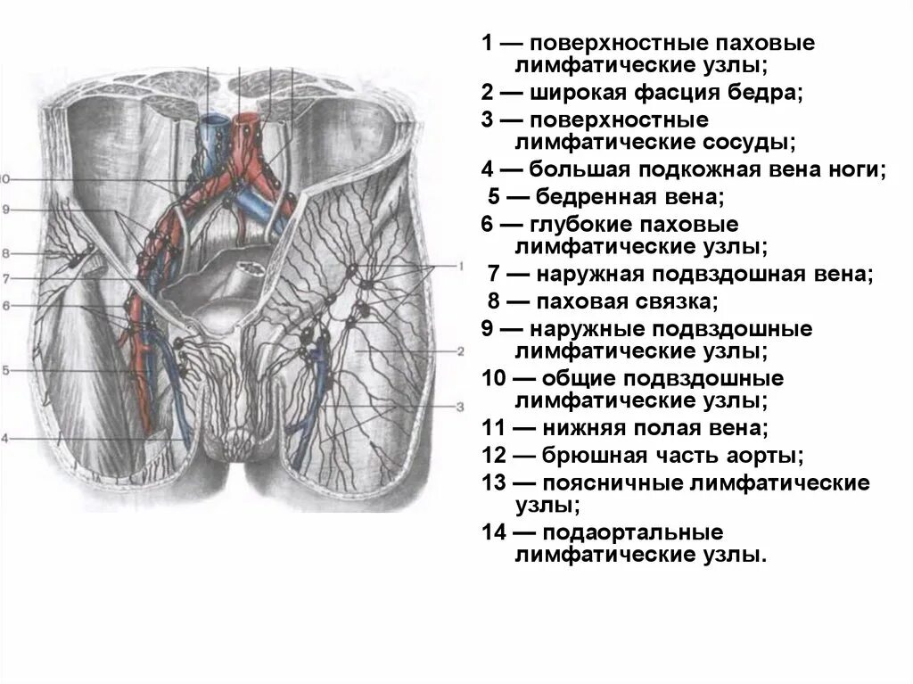 Вена в паху у мужчин. Повкрэнгстные паховые Лим. Глубокие паховые лимфатические узлы. Паховые и подвздошные лимфоузлы. Паховые лимфатические узлы анатомия.