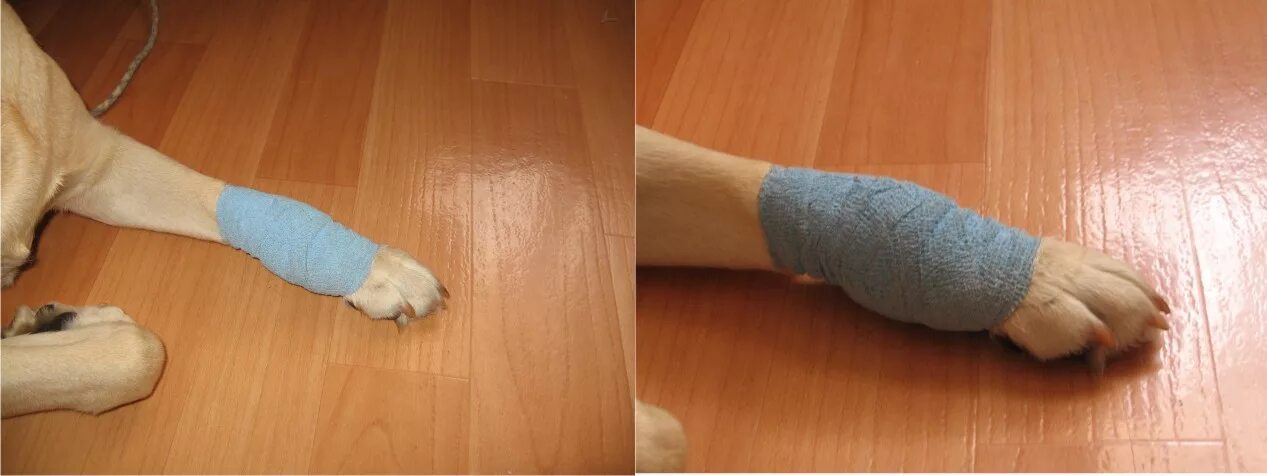 Собака потянула лапу. Собака потянула лапу