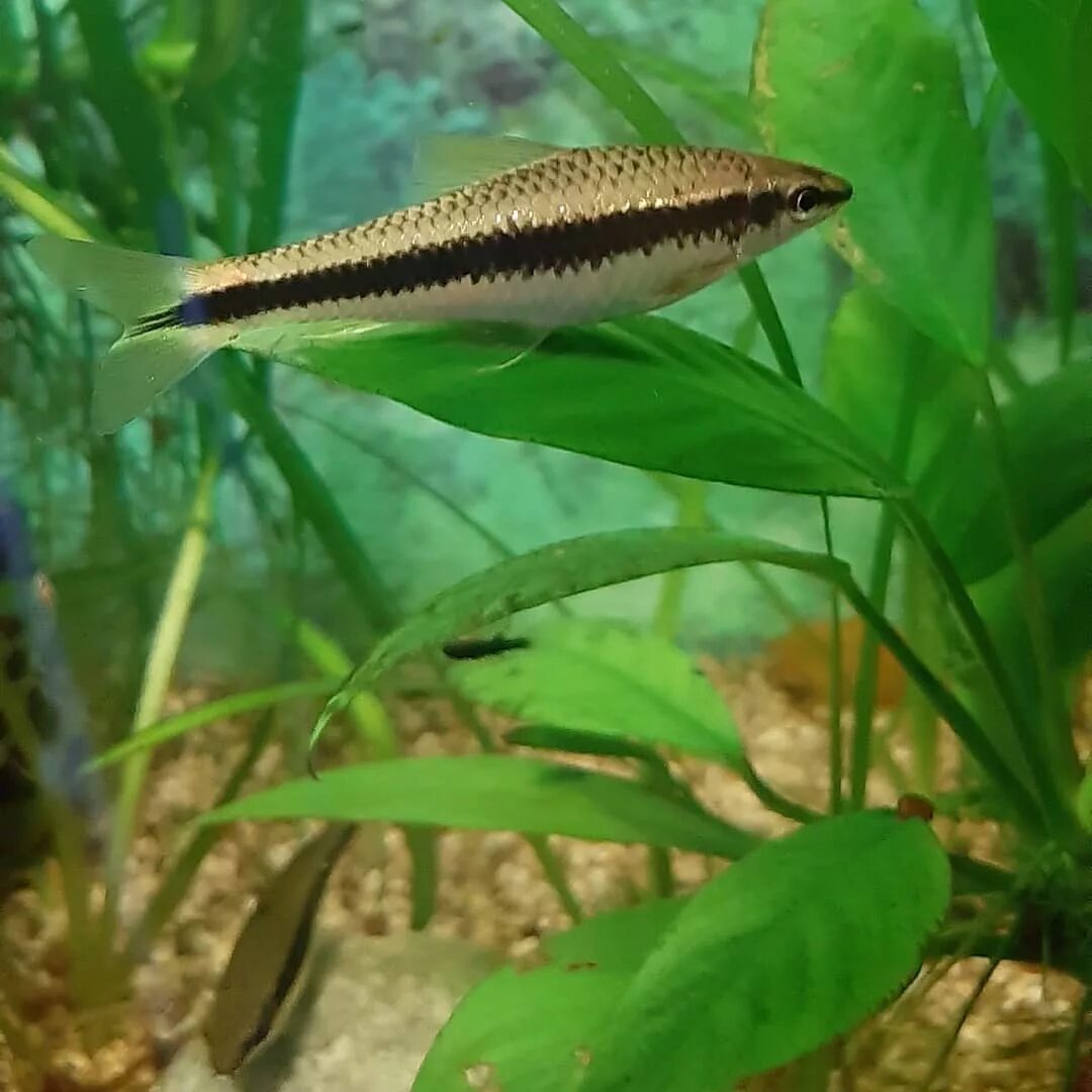 водорослеед ретикулятус. сиамские водорослееды рыбки. рыбка сиамский водорослеед. сиамские водорослееды рыбки. сиамские водорослееды рыбки.
