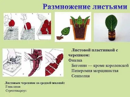 Листовые черенки растения