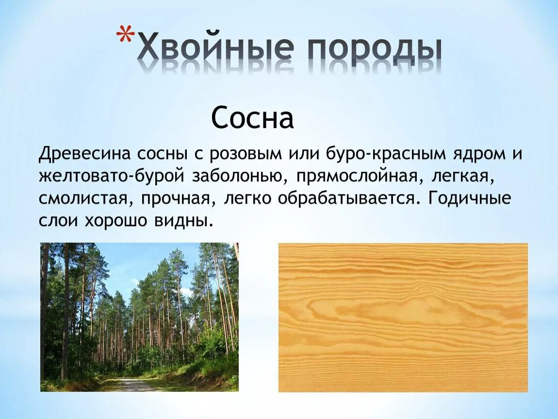 Главные породы деревьев. Хвойные породы древесины. породы древесины сосна. ценные хвойные породы древесины. хвойные и лиственные породы древесины.