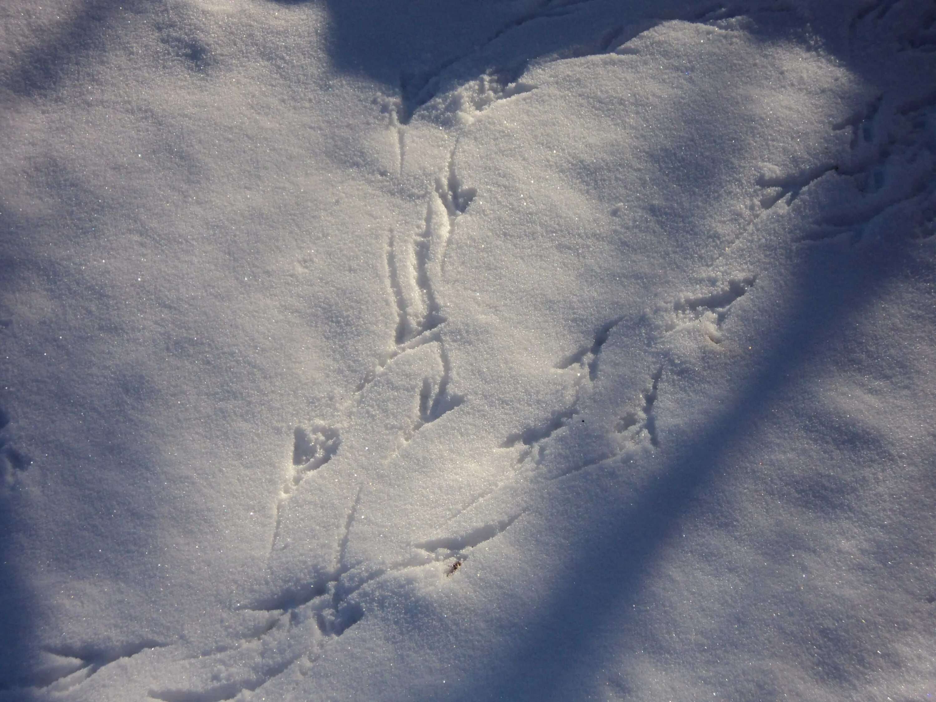 След город. Следы синицы на снегу. Следы зверей на снегу. Следы птиц на снегу. Следы сороки на снегу.