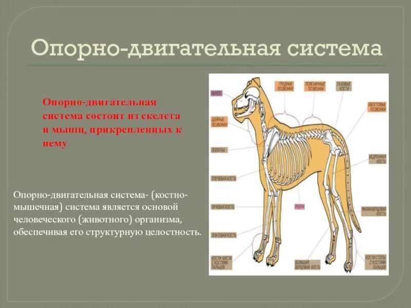 Особенности строения зверей. Опорно двигательная система млекопитающих 7 класс биология. Опорно двигательная система млекопитающих кратко. Система органов опорно двигательная система животных функции. Опорно двигательная система млекопитающих 7 класс.