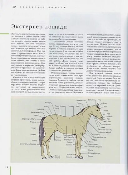 Породы лошадей Дрейпер Джудит. Промеры экстерьера лошади. Оценка экстерьера лошади. Стати экстерьера лошади.