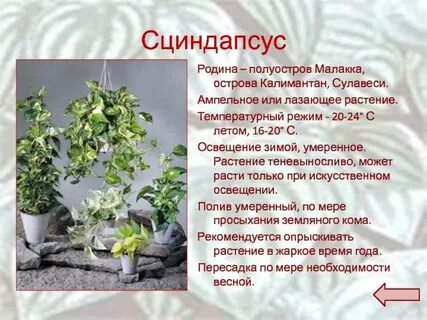 Сциндапсус описание