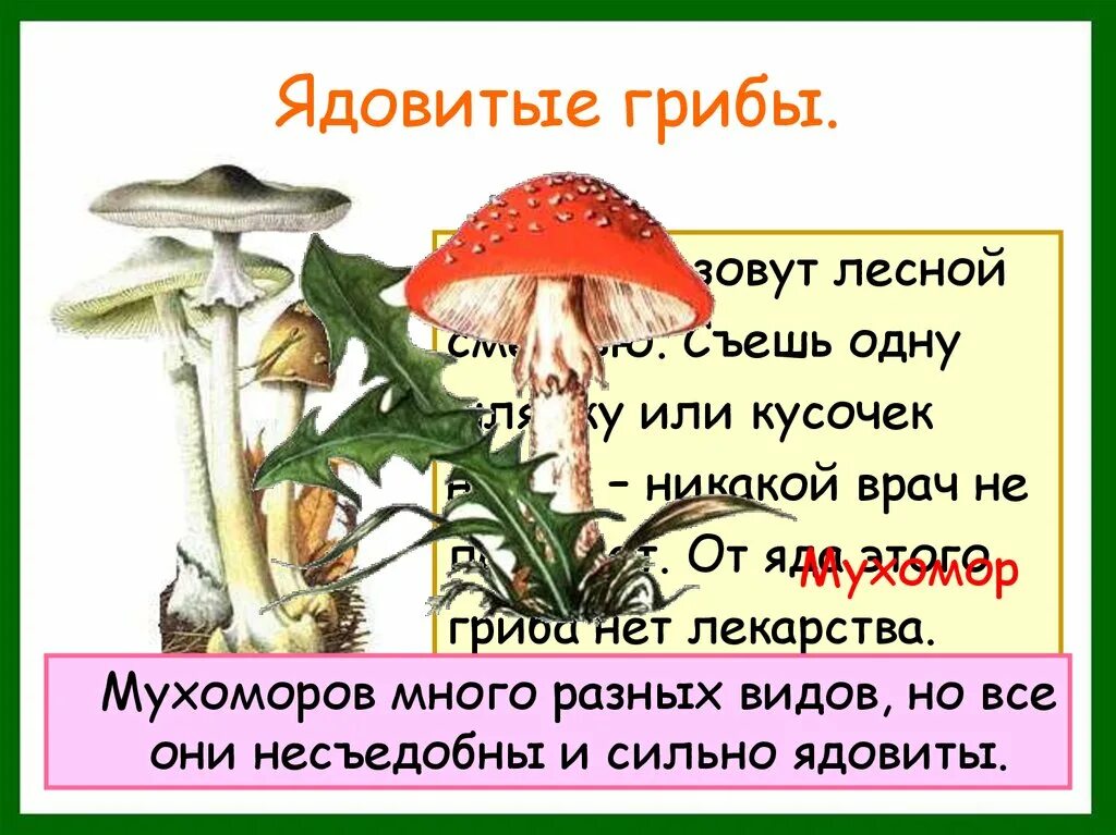 Лесные опасности ядовитые грибы. Опасности леса ядовитые грибы. Ядовитые грибы 2 класс. Проект Лесные опасности ядовитые грибы. Проект опасные грибы 2 класс окружающий мир