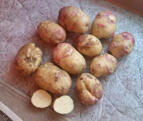 Семенной картофель Пикассо: Фото и характеристики Планета земля Фотогалерея прир
