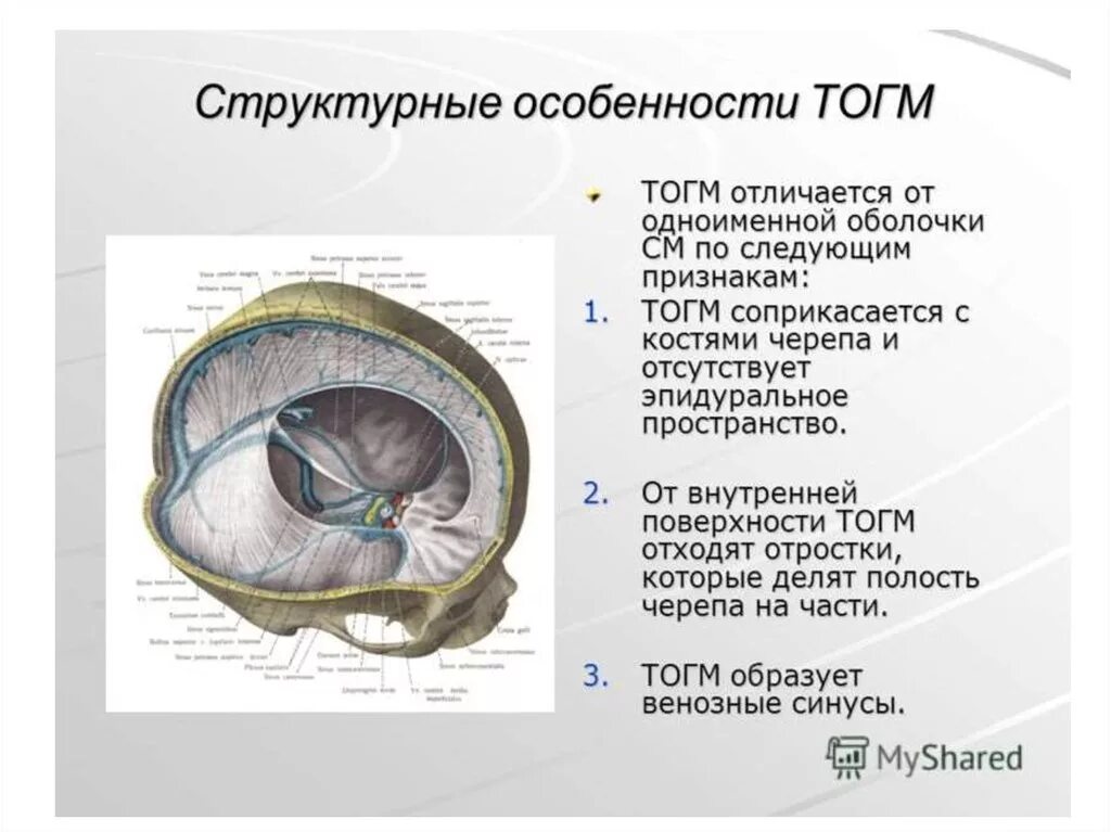 Внутренняя оболочка мозга. Твердая оболочка головного мозга анатомия. Дуральная поверхность твердой мозговой оболочки. Твердая мозговая оболочка анатомия. Срез оболочки головного мозга.