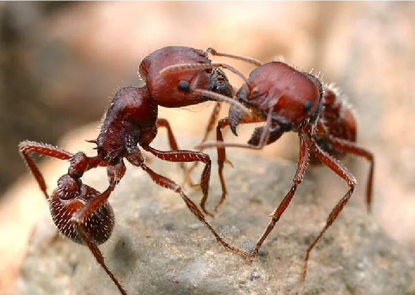 Американский муравей Жнец. Pogonomyrmex barbatus. Барбатус муравей. Муравьи легионеры. Muravi