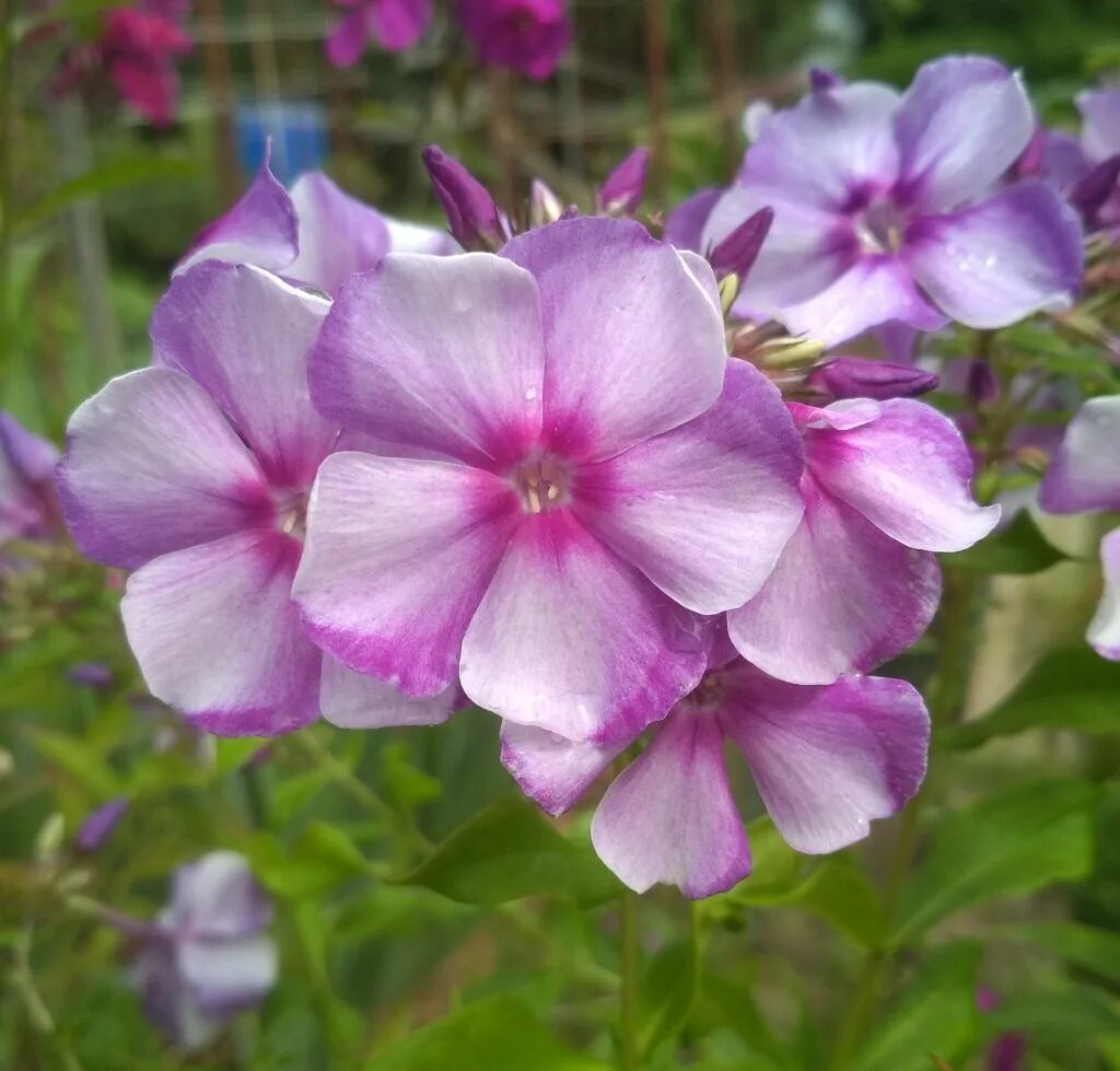 флокс флоре. флокс флоре. флокс метельчатый 'северная флора'. флокс флоре. флокс метельчатый 'северная флора'.