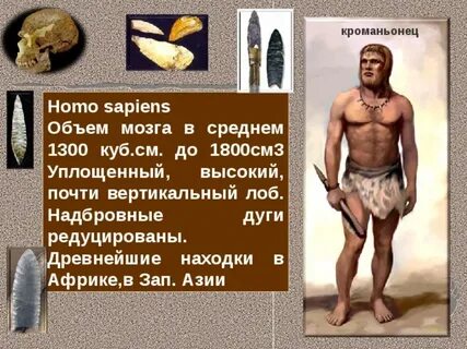 Кроманьонец мозг