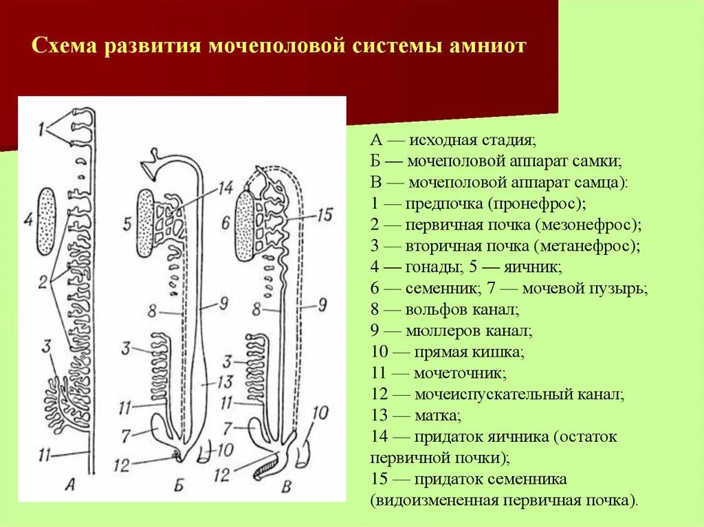 Мезонефросов у модельных животных