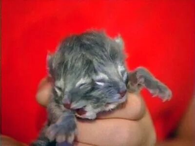 Котенок открывает глаза через