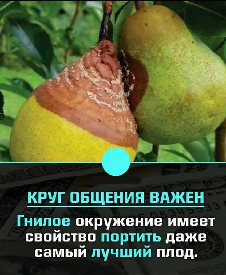 Плоды растений. Хорошие плоды 2022. Самый большой перец в мире. Хорошие плоды 2022. Хорошие плоды 2022.