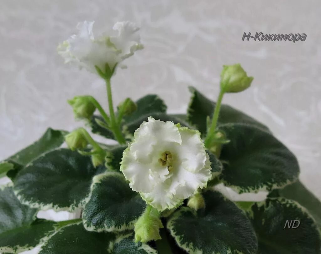 Н кикимора. Фиалка н кикимора. Н-кикимора (полумини). Сенполия кикимора. Н кикимора.