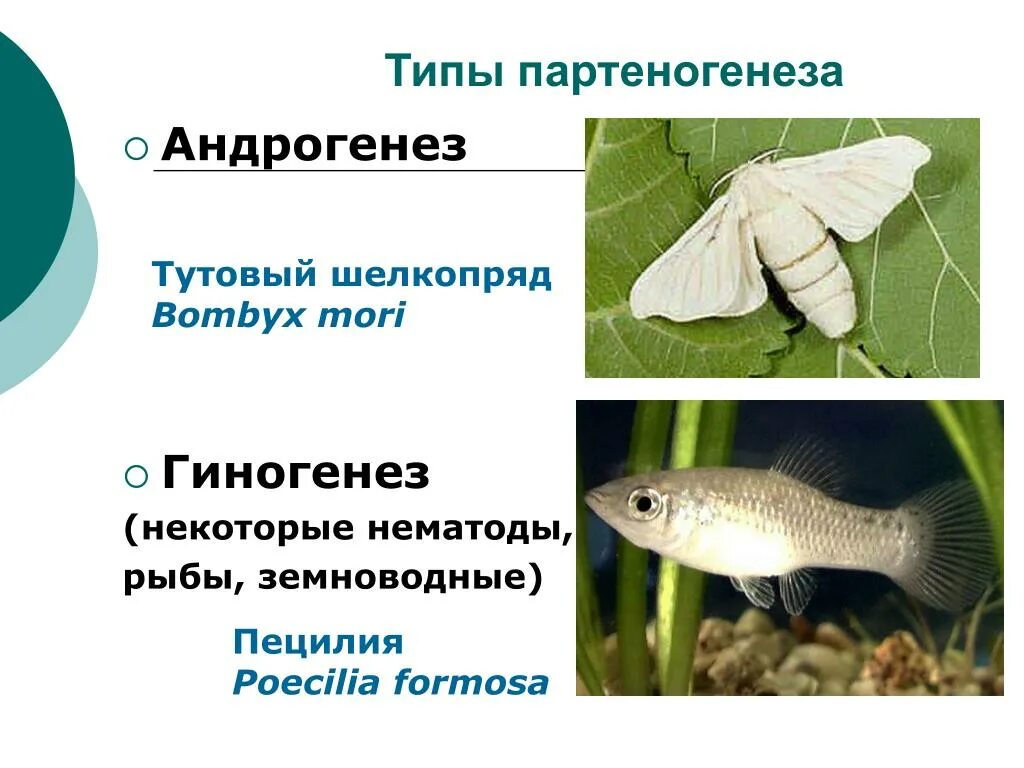 Биологическое значение гиногенеза