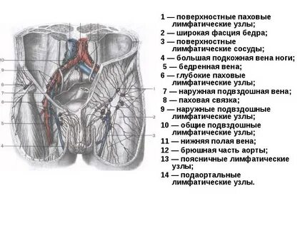Паховая вена