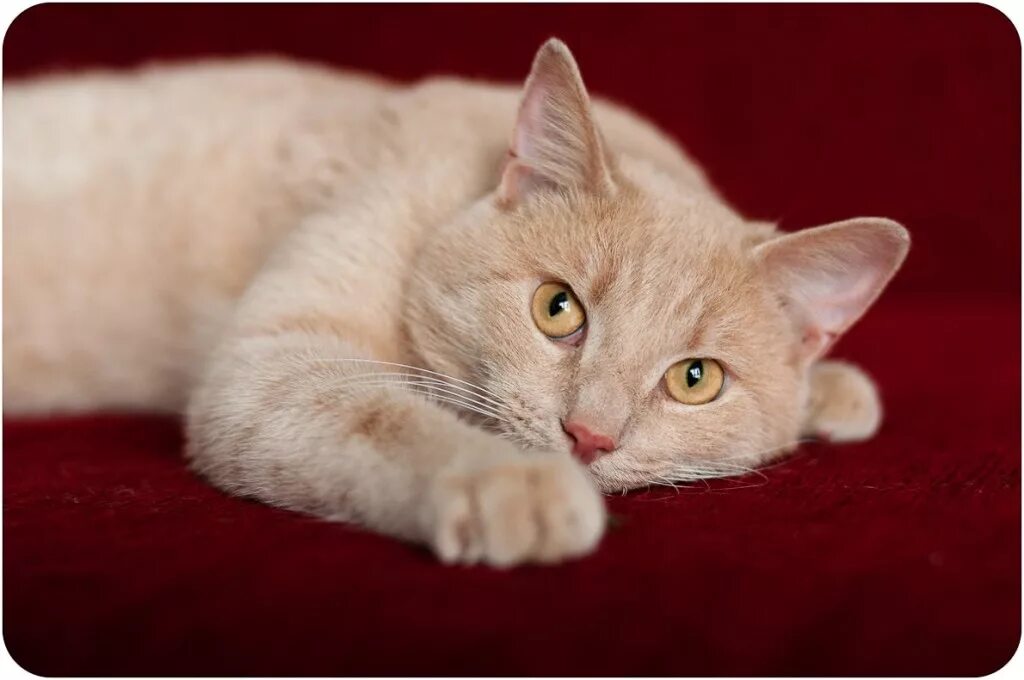 Персиковый шотландский кот прямоухий. Манчкин кот персиковый. Турецкая ангора кремовый окрас. Сибирский гладкошерстный персиковый. Сибирский гладкошерстный персиковый кот.