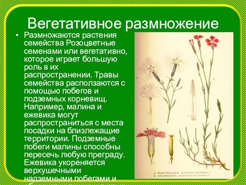 Какое размножение обеспечивает генетическое разнообразие растений. Розоцветные и сложноцветные растения. семейство розоцветные вегетативное размножение. размножение розоцветных. семя розоцветных растений.