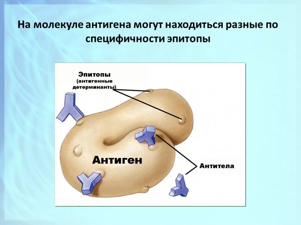 Строение антигена. Молекула антигена. Структура антигена эпитоп. Антигенные детерминанты строение. Основные группы антигенов