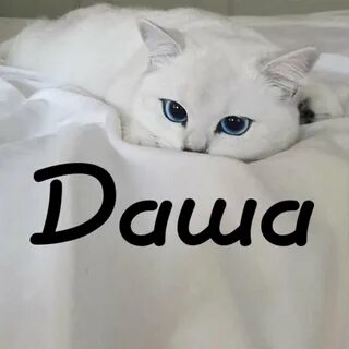 Имя связанное с котом