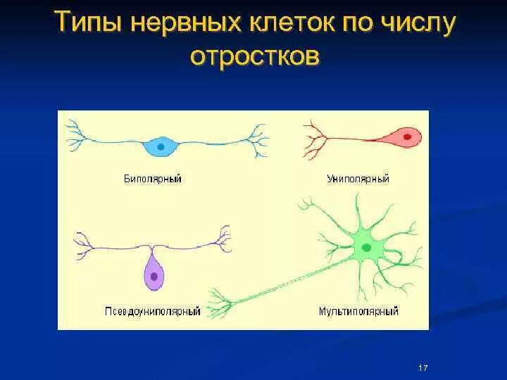Выполняемые функции нервной клетки. Типы нервных клеток. тип клеток нервной ткани. виды нервных клеток по количеству отростков. типы расположения нервных клеток.