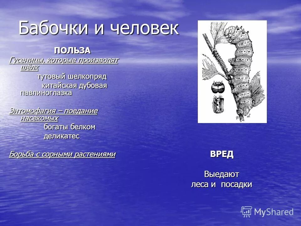 Какой вред бабочек. Польза бабочек. Польза и вред от бабочек. Вред от бабочек. Вред бабочек в природе.