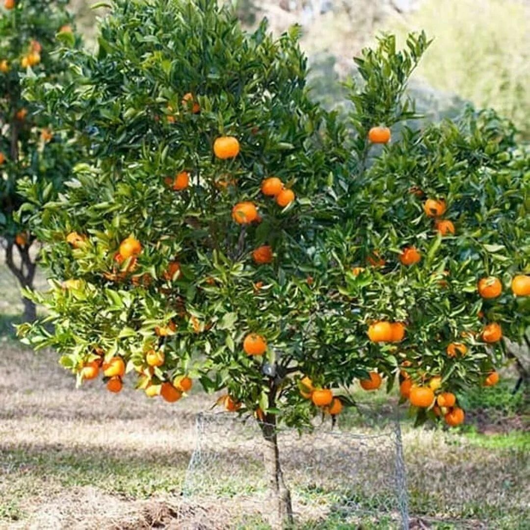 Карликовые плодовые. Цитрус мандарин ретикулата. Карликовый мандарин дерево. Пакистанский мандарин дерево. Мандарин Сатсума уншиу.