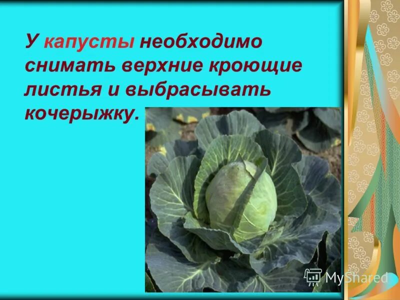 Капусту нужно мыть. Нижние листья капусты. Верхние листья капусты. Кочерыжка капусты в листьях. Обламывание листьев у капусты.