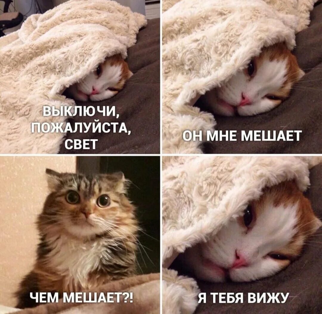 Мемы про котят. Мемы. Коты мемы. Кот Мем. Котики смешные мемы.