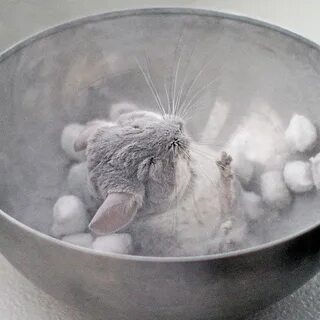Шиншилла вода