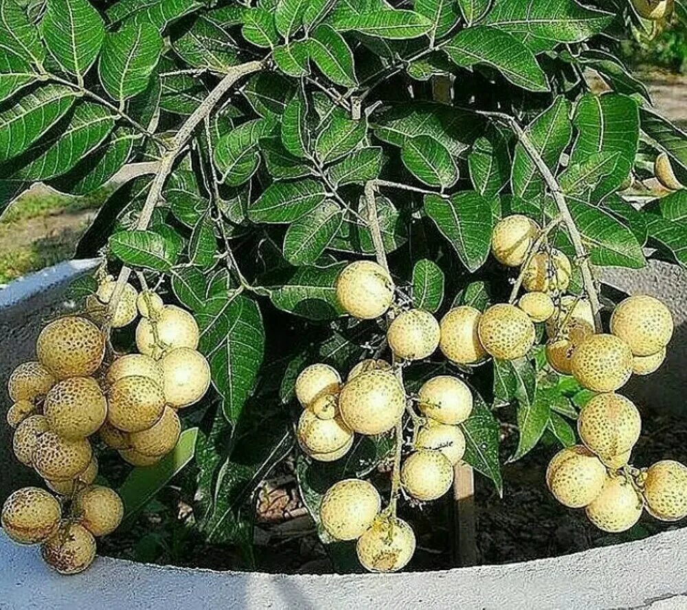 Как вырастить семена личи