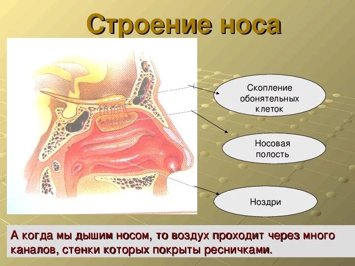 Строение носа 3 класс. Нос орган обоняния анатомия. Строение носовой полости у ребенка. Строение носа человека.