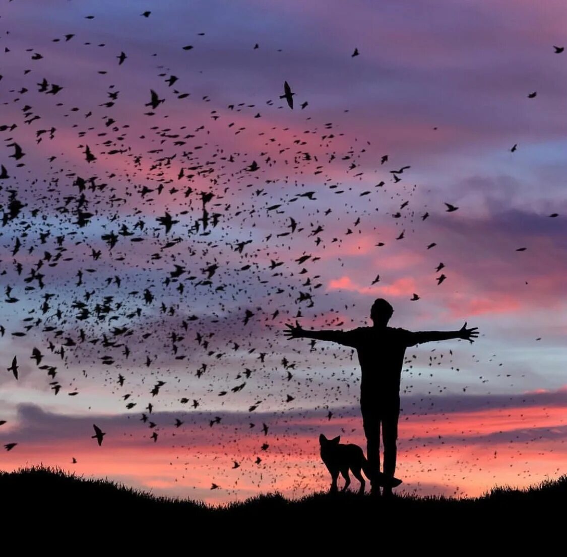 Человек птица. Птица свободы. Птицы в небе. Птицы в небе и человек.