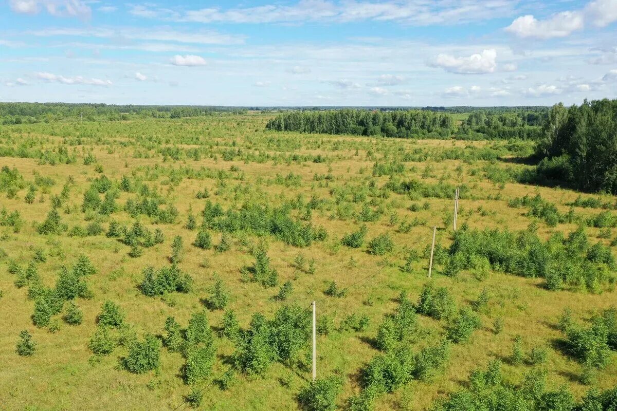 Шипов лес бутурлиновка. Земли лесного фонда рф. Смерч в ярославле 2022. Несколько гектаров леса. Один гектар леса.