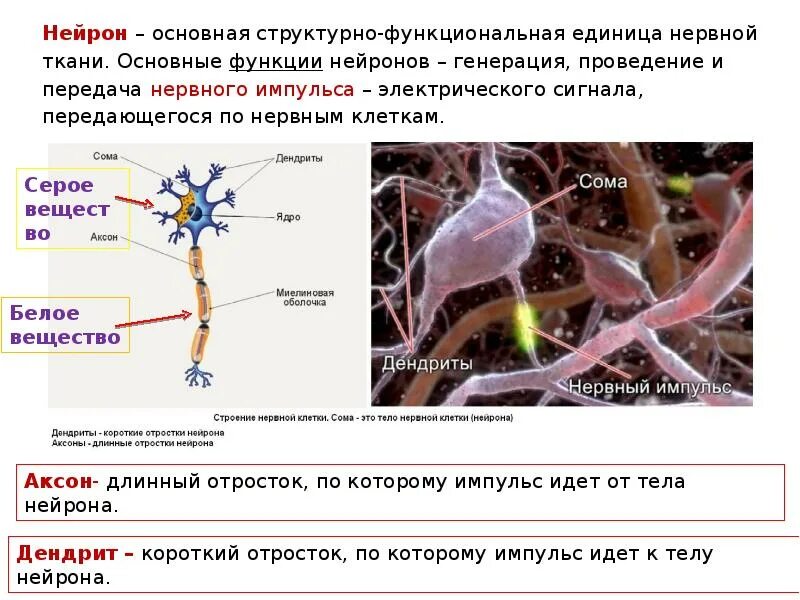 К функциям нейронов относят